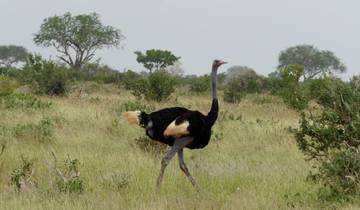 Tsavo Abenteuer (Privatreise)