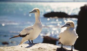 Naturwunder Neuseelands (von Christchurch bis Auckland)