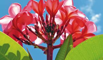 10 Days in French Polynesia, incl. Tahiti and Bora Bora