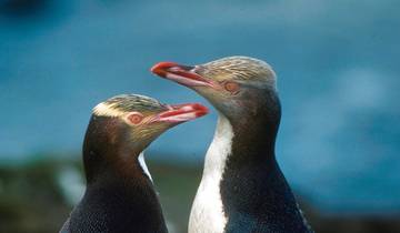 Pure nature - dreamlike New Zealand