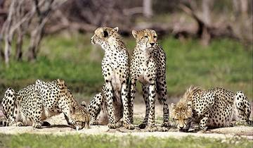 Rovos Rail - La fierté de l\'Afrique (26 destinations) circuit