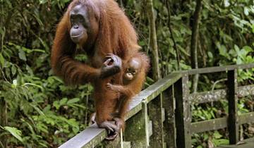 Naturwunder Borneos (Kota Kinabalu-Kuching)