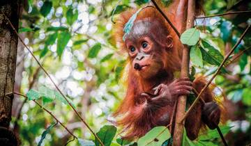 Merveilles naturelles de Bornéo (Kota Kinabalu-Kuching)