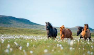 Points forts de l'Islande