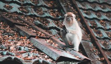 Cameron Highlands nature experience (superior option, from/to Kuala Lumpur)