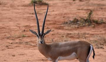 Tsavo & Amboseli circuit