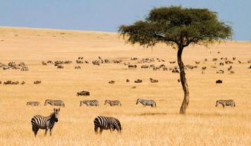 Masai Mara Fly-In Safari Superior ab/bis Mombasa Rundreise