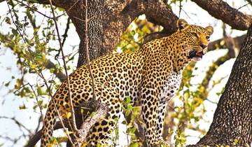 Safariromantik - Botswana und Victoria Falls Rundreise