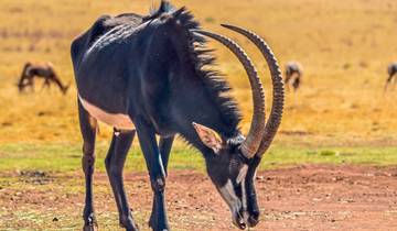 Erlebnis Nationalparks - Etosha bis Victoria Falls