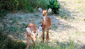 Ervaar de nationale parken - Etosha tot Victoria Falls