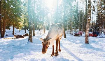 El país de las maravillas del invierno finlandés