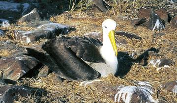 Galapagos Scalesia Lodge - 4 nights Tour