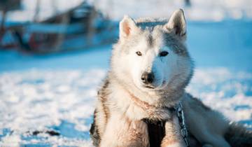 8 Day Finnish Lapland Itinerary, incl. Ivalo and Arctic Activities