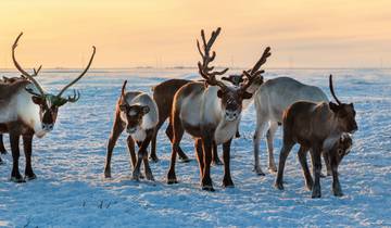 8 Day Finnish Lapland Itinerary, incl. Ivalo and Arctic Activities