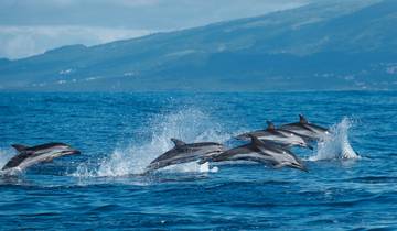 Nature, culture et observation des baleines