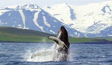 Winterliche Hohepunkte rund um Akureyri