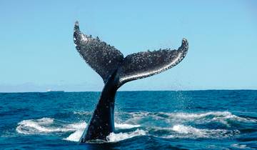 Los mejores lados de Madeira