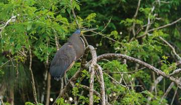 Caribbean and jungle tour