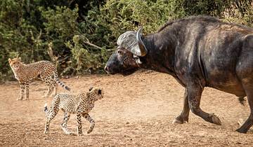 The most beautiful animal parks