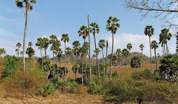 Get to know Komodo & Flores (group tour)