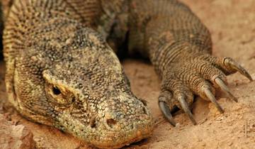 4 Day Komodo & Flores Itinerary, incl. Labuan Bajo and Rinca Island