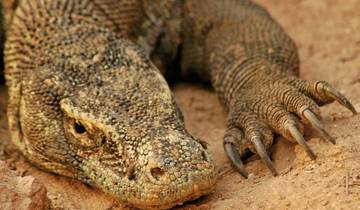 4 Day Komodo & Flores Itinerary, incl. Labuan Bajo and Rinca Island
