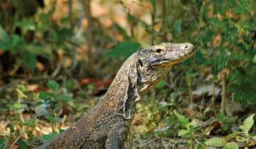 Komodo & Flores à découvrir (voyage privé)