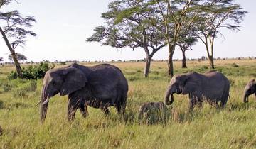 Caribou Kenya Tour