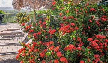 100 % Martinique - L\'expérience de l\'île aux fleurs circuit