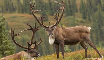 Denali Discovery train journey