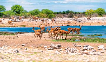 Excursion package Etosha National Park Superior Tour