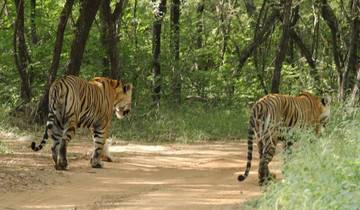 04 jours d\'excursion à Ranthambore Tiger avec Agra et Jaipur en voiture depuis Delhi circuit