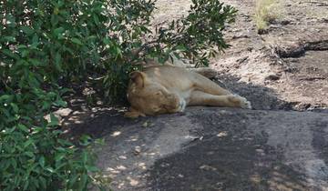 3 days into Masai Mara - Migration Edition