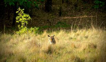 Ultimate Tiger Safari Tour with Mumbai