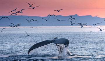 27 Day Arctic Expedition Itinerary, incl. Iceland and Greenland