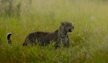 Savannah Explorer (Serengeti Migration + Big Five Africa Animals) Tour