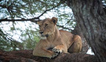 Best of Serengeti Migration and Big Five Safari