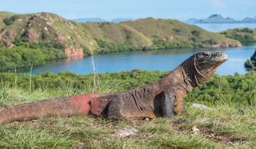 Super-Yacht-Expedition zu den Komodo-Waranen Rundreise