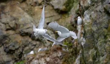 North Spitzbergen Explorer Tour
