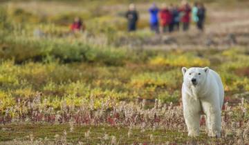 EISBÄREN, BELUGA-WALE UND SEEVÖGEL IN DER HUDSON BAY
