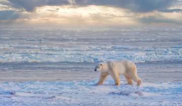 Arctic Polar Bear Safari & Northern Lights