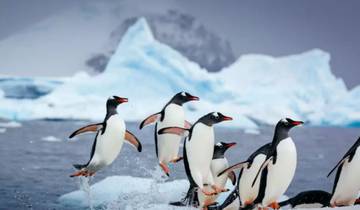 CERCLE POLAIRE SUD AVEC LES ÎLES FALKLAND ET LA GÉORGIE DU SUD