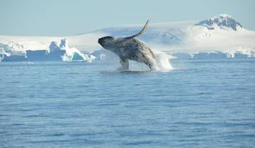 Antarctic Whale Watching Tour