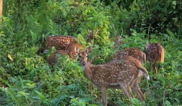 Jungle Safari Tour in Nepal - 2 Nights 3 Days Tour