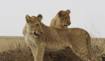 5 Day Savannah Explorer (Serengeti Migration + Big Five) Tour