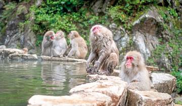 Zauberhaftes Japan (inkl. Flug)