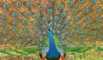 Wildlife Safari Tour