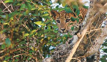 Wildlife Safari