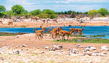 Excursion package Etosha National Park Tour