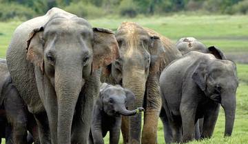 Sri Lanka intensiv Rundreise